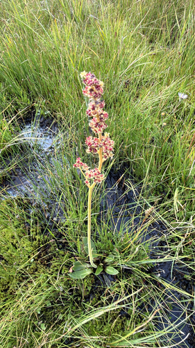 iNaturalist observation photo of Oregon Saxifrage