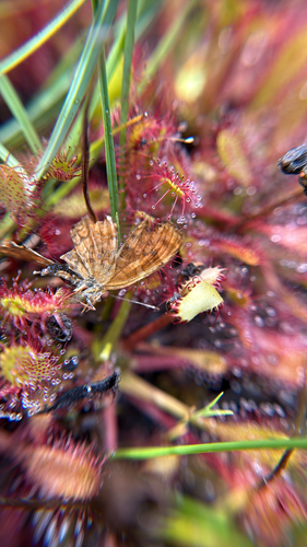 iNaturalist observation photo of Butterflies and Moths