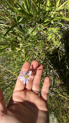 iNaturalist observation photo of western mountain aster