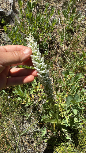 iNaturalist observation photo of white bog orchid