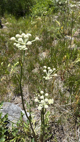 iNaturalist observation photo of ranger buttons