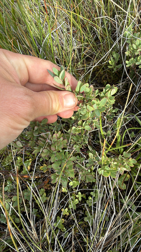 iNaturalist observation photo of bog bilberry