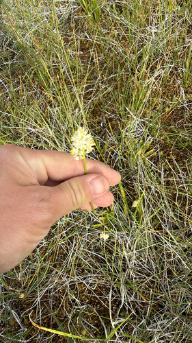 iNaturalist observation photo of western false asphodel