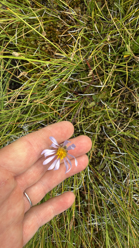 iNaturalist observation photo of Tundra Aster
