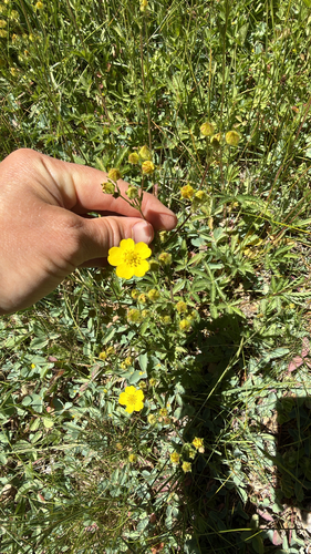 iNaturalist observation photo of slender cinquefoil