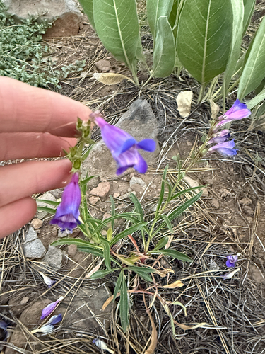 iNaturalist observation photo of Royal Beardtongue
