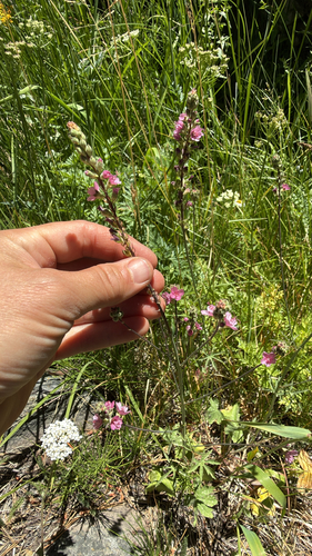 iNaturalist observation photo of Oregon Checker-mallow