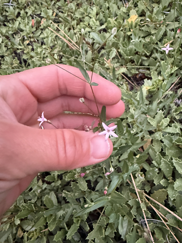 iNaturalist observation photo of milk kelloggia