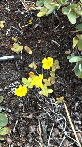 iNaturalist observation photo of primrose monkeyflower