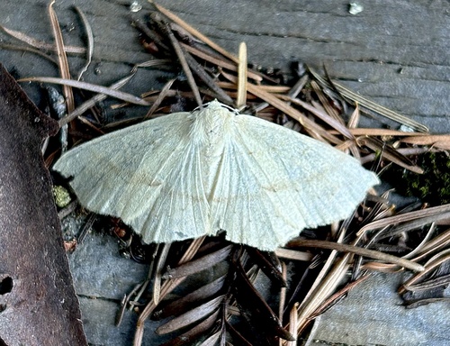 iNaturalist observation photo of Omnivorous Looper