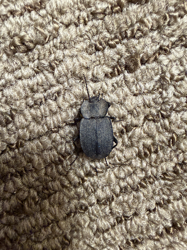 Embaphion contusum