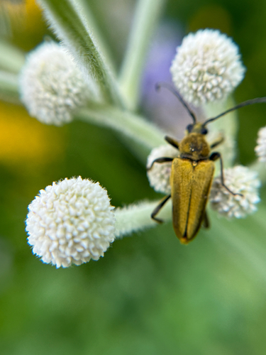 iNaturalist observation photo of Yellow Velvet Beetle