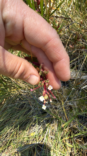 iNaturalist observation photo of evening primrose family