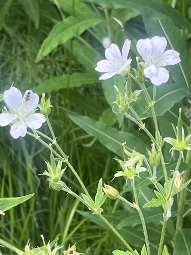 wood crane's-bill