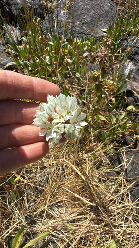 iNaturalist observation photo of white brodiaea