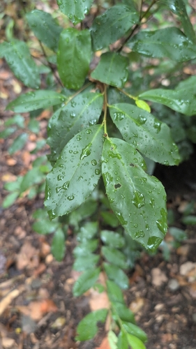 Featured image for “Carolina laurelcherry”