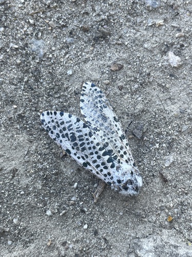 Wood Leopard Moth