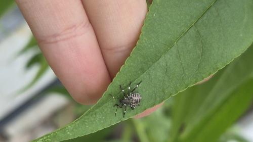 Brown Marmorated Stink Bug