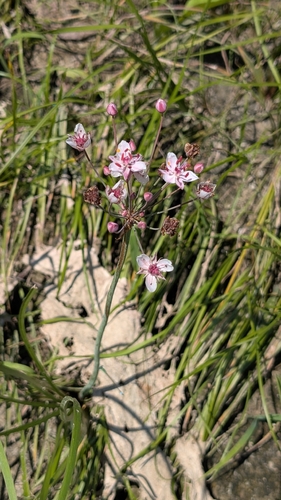 Flowering-rush