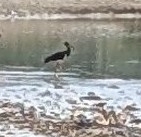 Black Stork