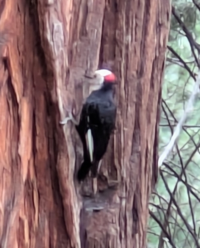 iNaturalist observation photo of White-headed Woodpecker
