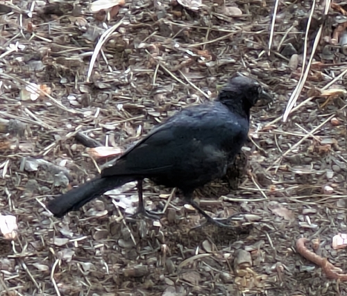 iNaturalist observation photo of Rusty and Brewer's Blackbirds