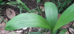 Image of Setaria palmifolia