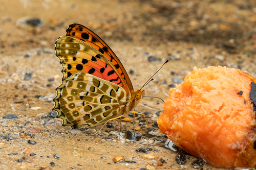 Tropical Fritillary