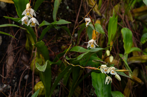 Coelogyne schultesii