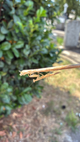 European Mantis