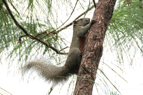 Pallas' Squirrel