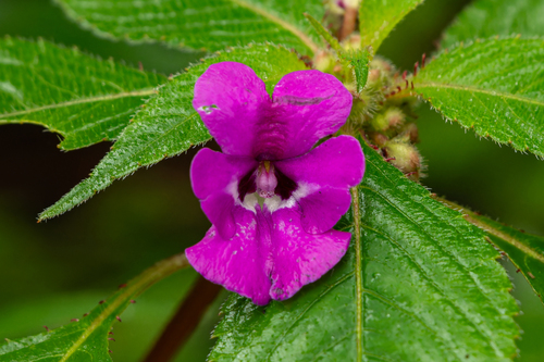Impatiens santisukii