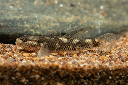 Rhinogobius mekongianus