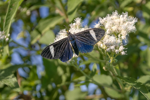 Ctenucha braganza