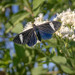 Ctenucha braganza - Photo (c) Roberto Cyrino, all rights reserved, uploaded by Roberto Cyrino
