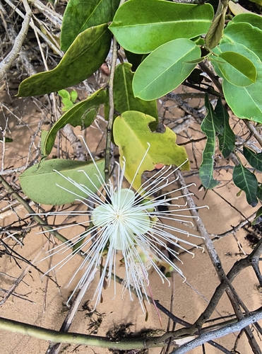 bay-leaved caper