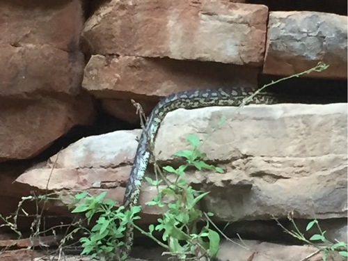 Inland Carpet Python sighting