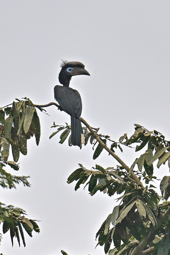 Black-casqued Hornbill