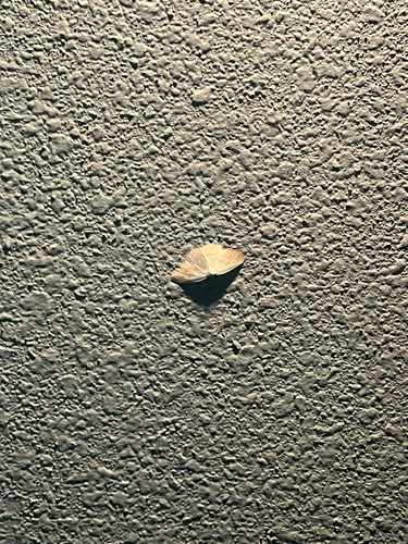 iNaturalist observation photo of Eudrepanulatrix rectifascia