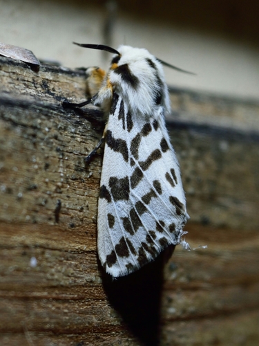 black-and-white tiger moth