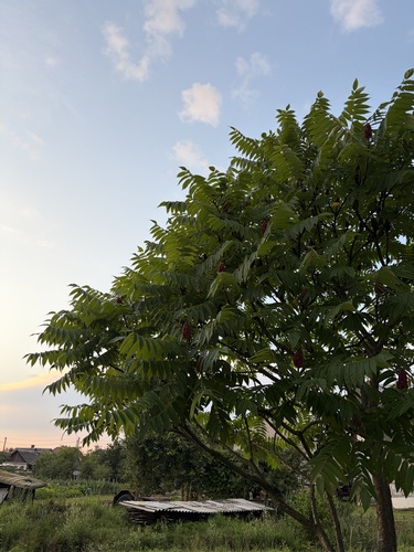 staghorn sumac