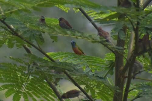 Pin-tailed Parrotfinch