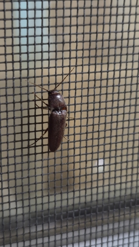 Melanotus fusciceps