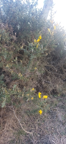 gorse