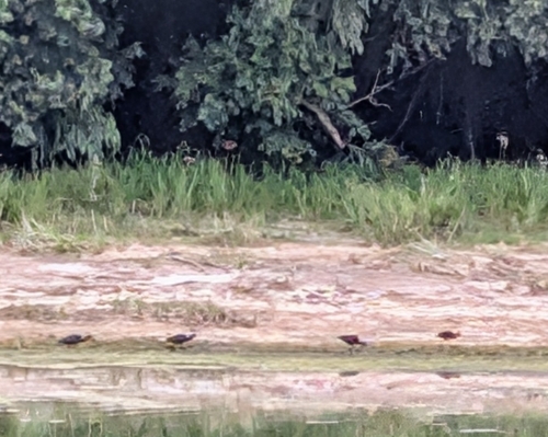 Glossy Ibis