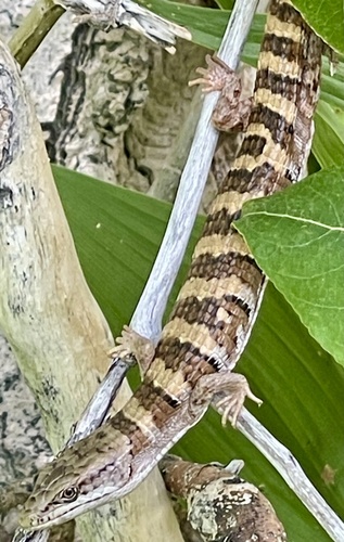 iNaturalist observation photo of Panamint Alligator Lizard