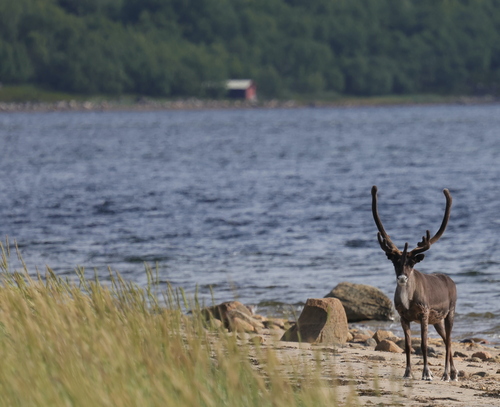 Caribou