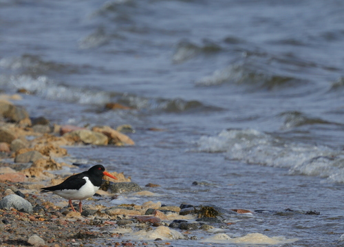 Eurasian Oystercatcher