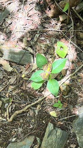 Malachite (Siproeta stelenes)