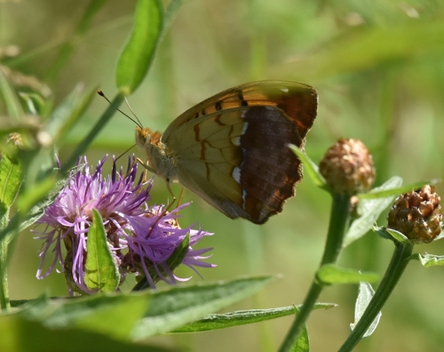 Pallas's Fritillary